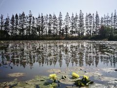 -上海长兴岛郊野公园