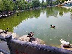 -莲湖公园