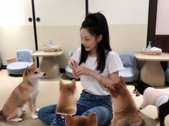 -逗柴咖啡屋·狗咖猫咖宠物桌游