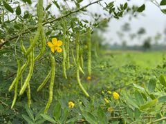 -紫颐香薰山谷景区