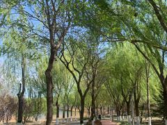 -大兴滨河森林公园