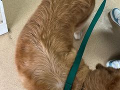 -瑞派·关忠动物医院·猫专科·犬专科(三环新城店)