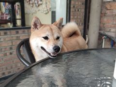 -柴犬高等学院·狗咖·柴犬售卖·宠物训练