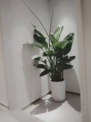 点击看大图 -苑苑vbeauty科技美容SPA