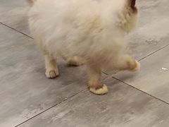 -楼上猫咖(罗湖店)
