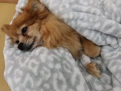 -爱侣宠医·鹦鹉专科·小型哺乳类·异宠专科(灵石路店)