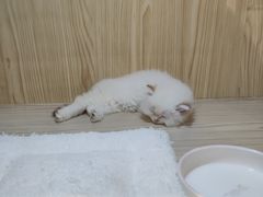 -屋虎猫馆(宝安大仟里店)
