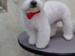 -乐琪宠物(青塔西路店)