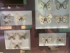 -上海昆虫博物馆