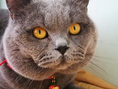 -宠爱国际动物医院· 猫科· 外科·中兽医(长白店)