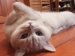 -宠爱国际动物医院· 猫科· 外科·中兽医(长白店)