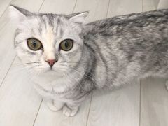 -喵的天空名猫咖啡馆·撸猫·猫舍·用品