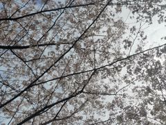 -高东镇樱花园