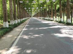 -黄海国家森林公园