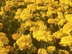 -莲花山花海