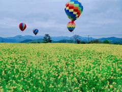 -桑洲油菜花景区