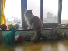-李小姐の猫咖啡馆(五角场店)