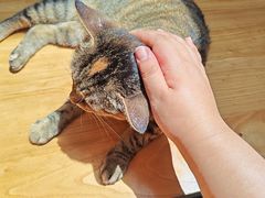 -龙华素斋(龙华路店)