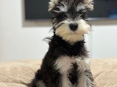 -翊宠yipet猫狗购宠庄园犬舍•猫舍