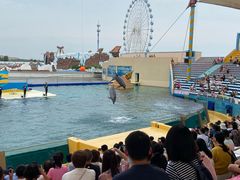 -秦皇岛乐岛海洋王国