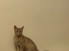 -四月宠物医院·猫专科·心脏专科·内科(转塘店)
