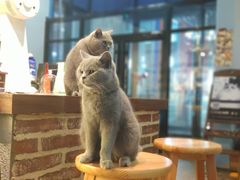 -猫咪咖啡·猫咖(万达广场店)