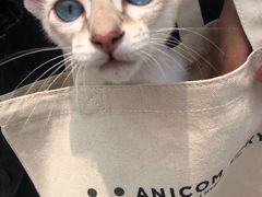 -爱妮康宠物医院·干细胞免疫细胞·肿瘤·心脏(张江店)