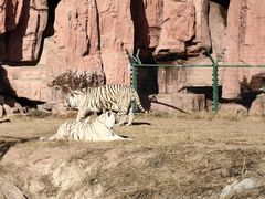 -鄂尔多斯野生动物园