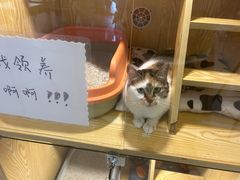 -平行世界·猫咖(首经贸店)