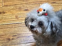 -志龙皇冠吃货椰子铺