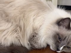 -共舞时光猫咖·狗咖(新街口店)