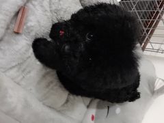 -帕帕拉兹宠物(亚洲旗舰店)