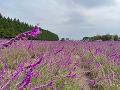 -嘉北郊野公园