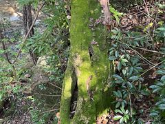 -祁门牯牛降观音堂风景区