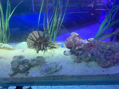 -悉尼海洋生物水族馆