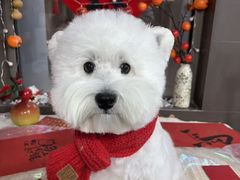 -宠宠熊宠物美容(星湖街店)