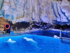 -海合安青岛极地海洋公园