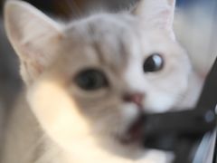 -lincat·猫舍(广州店)
