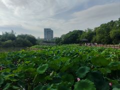 -金山公园