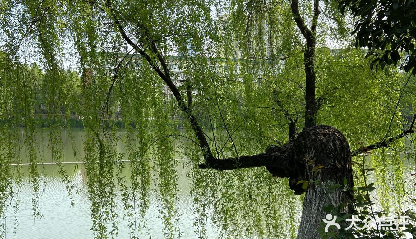 有了春天的感觉湖风悠悠杨柳依依