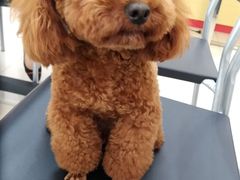 -PETKIT小佩宠物·低压洗护(国顺东路店)