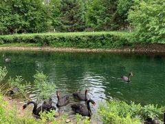 -长白岛森林公园