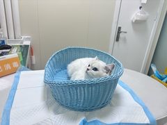 -纳吉亚猫专科动物医院博雅分院