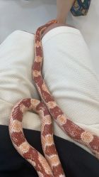 -Moni星球萌宠·小马宝莉·灵蛇·高端高阶全萌宠互动体验俱乐部(红豆国际广场店)