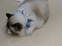 -藏猫猫咖啡主题馆(中央大道店)