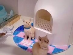 -糯米喵星人·撸猫猫舍咖啡馆(西市场嘉华店)