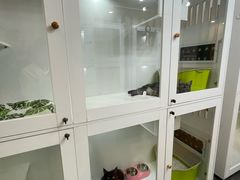 -青奢宠物·青奢猫舍