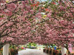 -广东花都香草世界旅游度假区