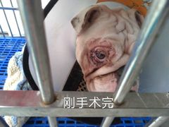 -圣宠动物医院·犬猫专科·影像中心·外科中心