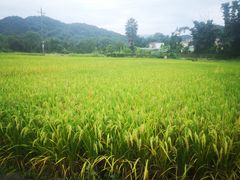 -罗坑大草原